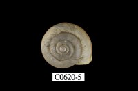 藏品(南亞蝸牛)的圖片